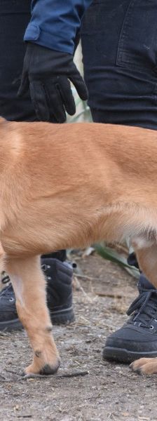 scooter – Mischling, Männchen, 1 Jahr, Ungarn – Foto 6