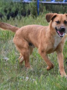 scooter – Mischling, Männchen, 1 Jahr, Ungarn – Foto 7