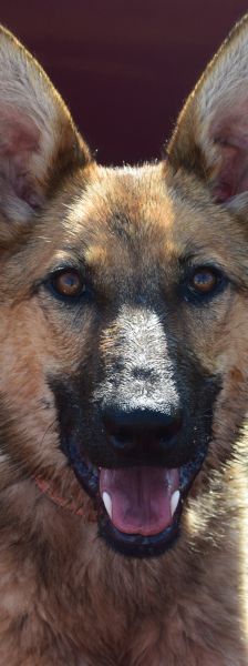 Mandy – Mischling, Weibchen, 4 Jahre, Ungarn – Foto 1