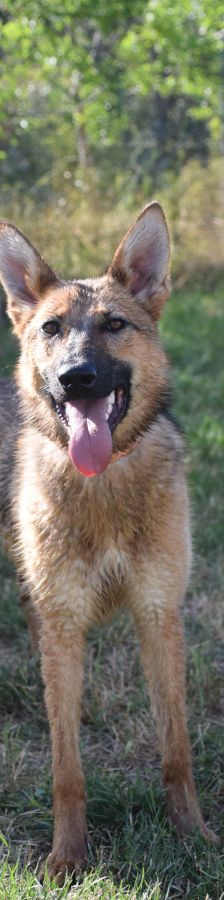 Mandy – Mischling, Weibchen, 4 Jahre, Ungarn – Foto 3