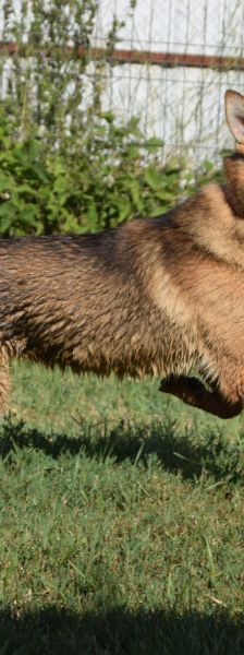 Mandy – Mischling, Weibchen, 4 Jahre, Ungarn – Foto 7