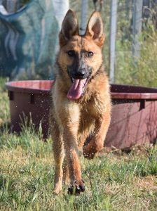 Mandy – Mischling, Weibchen, 4 Jahre, Ungarn – Foto 11