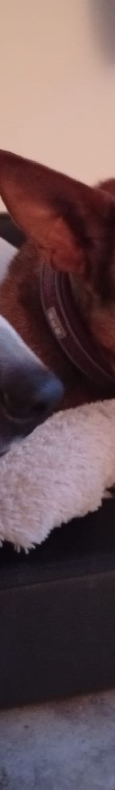 Solo – Mischling, Weibchen, 10 Jahre, Mechernich – Foto 2