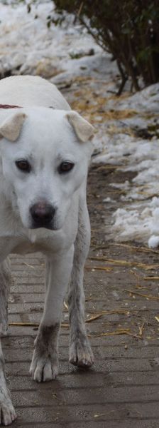 Dustin – Mischling, Männchen, 2 Jahre, Ungarn – Foto 1