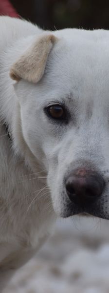 Dustin – Mischling, Männchen, 2 Jahre, Ungarn – Foto 2