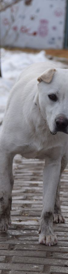 Dustin – Mischling, Männchen, 2 Jahre, Ungarn – Foto 5