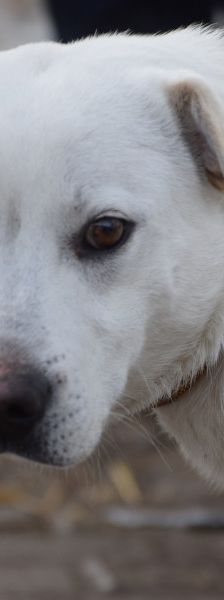 Dustin – Mischling, Männchen, 2 Jahre, Ungarn – Foto 6
