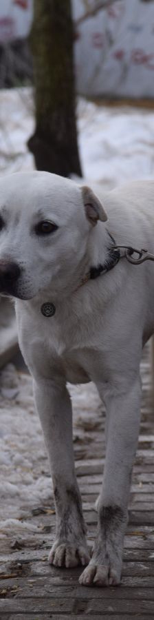 Dustin – Mischling, Männchen, 2 Jahre, Ungarn – Foto 7