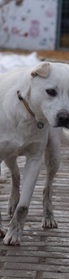 Dustin – Mischling, Männchen, 2 Jahre, Ungarn – Foto 8
