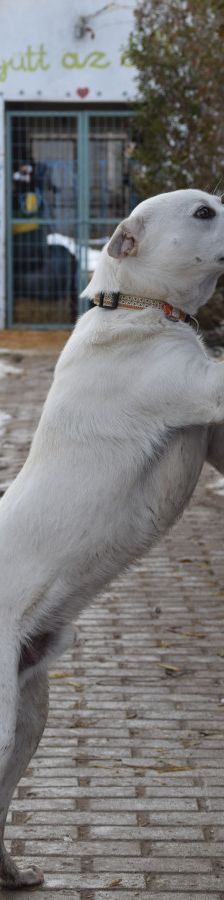 Dustin – Mischling, Männchen, 2 Jahre, Ungarn – Foto 9