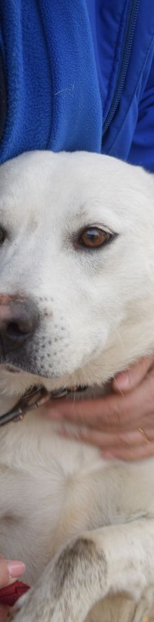 Dustin – Mischling, Männchen, 2 Jahre, Ungarn – Foto 10