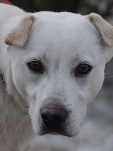 Dustin – Mischling, Männchen, 2 Jahre, Ungarn – Foto 12
