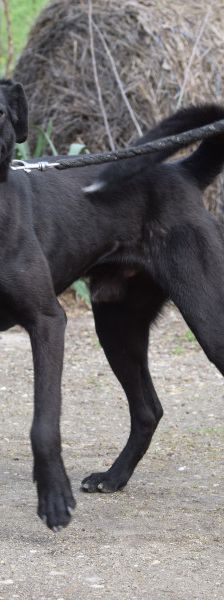Lacy – Mischling, Männchen, 3 Jahre, Ungarn – Foto 2