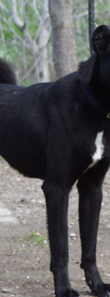 Lacy – Mischling, Männchen, 3 Jahre, Ungarn – Foto 3