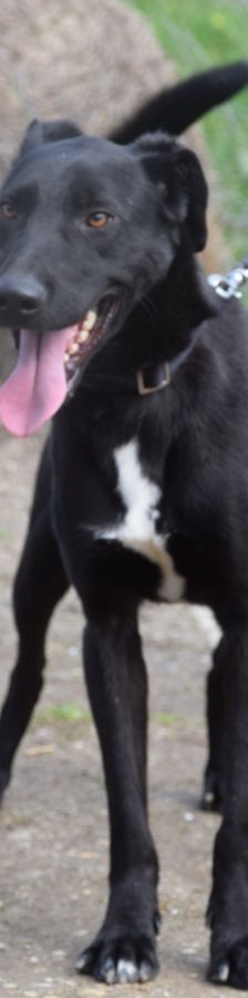 Lacy – Mischling, Männchen, 3 Jahre, Ungarn – Foto 7