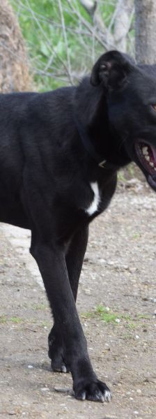 Lacy – Mischling, Männchen, 3 Jahre, Ungarn – Foto 9