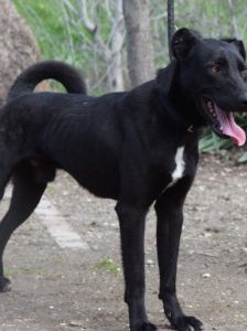 Lacy – Mischling, Männchen, 3 Jahre, Ungarn – Foto 11