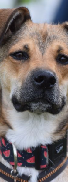 Wenko – Mischling, Männchen, 3 Jahre, Ungarn – Foto 1