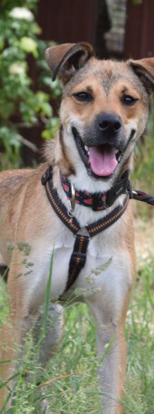 Wenko – Mischling, Männchen, 3 Jahre, Ungarn – Foto 2