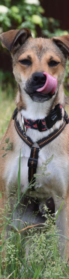 Wenko – Mischling, Männchen, 3 Jahre, Ungarn – Foto 4