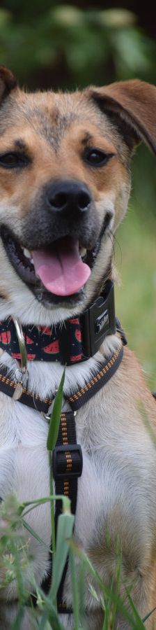 Wenko – Mischling, Männchen, 3 Jahre, Ungarn – Foto 5