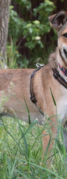 Wenko – Mischling, Männchen, 3 Jahre, Ungarn – Foto 8