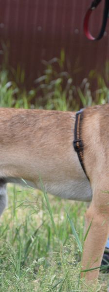 Wenko – Mischling, Männchen, 3 Jahre, Ungarn – Foto 9