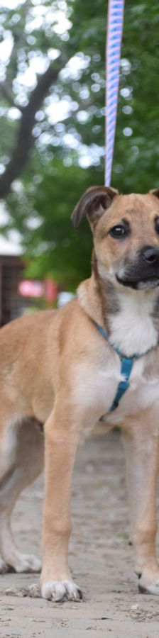 Wenko – Mischling, Männchen, 3 Jahre, Ungarn – Foto 13