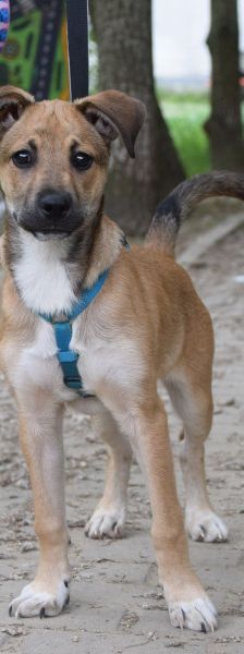 Wenko – Mischling, Männchen, 3 Jahre, Ungarn – Foto 16