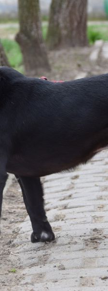 Asterix – Mischling, Männchen, 4 Jahre, Ungarn – Foto 1