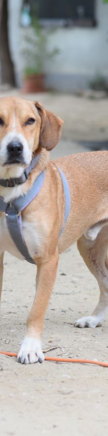 Ludwig – Mischling, Männchen, 4 Jahre, Ungarn – Foto 2