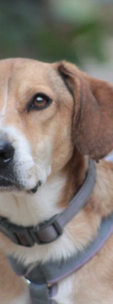 Ludwig – Mischling, Männchen, 4 Jahre, Ungarn – Foto 3
