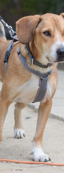 Ludwig – Mischling, Männchen, 4 Jahre, Ungarn – Foto 6