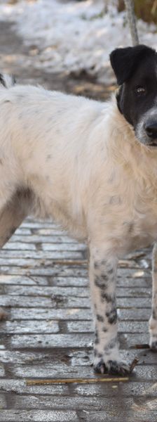 Boris – Mischling, Männchen, 2 Jahre, Ungarn – Foto 2
