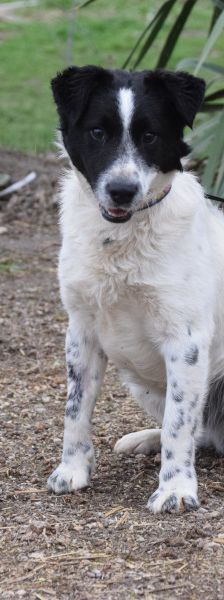 Boris – Mischling, Männchen, 2 Jahre, Ungarn – Foto 6
