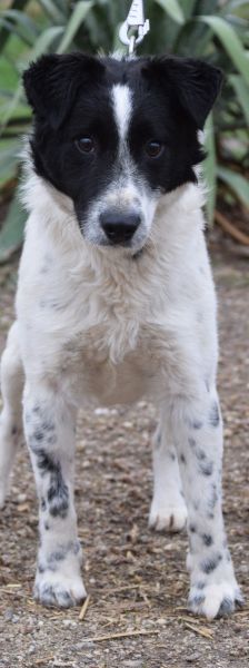 Boris – Mischling, Männchen, 2 Jahre, Ungarn – Foto 8
