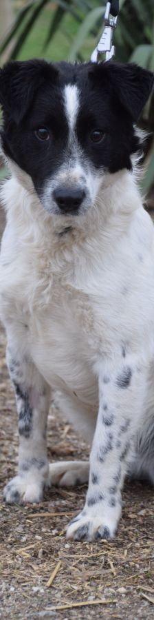 Boris – Mischling, Männchen, 2 Jahre, Ungarn – Foto 10