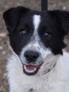 Boris – Mischling, Männchen, 2 Jahre, Ungarn – Foto 11