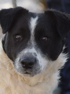 Boris – Mischling, Männchen, 2 Jahre, Ungarn – Foto 12