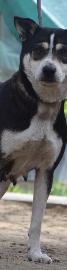Ayana – Mischling, Weibchen, 2 Jahre, Ungarn – Foto 1