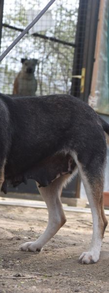Ayana – Mischling, Weibchen, 2 Jahre, Ungarn – Foto 3