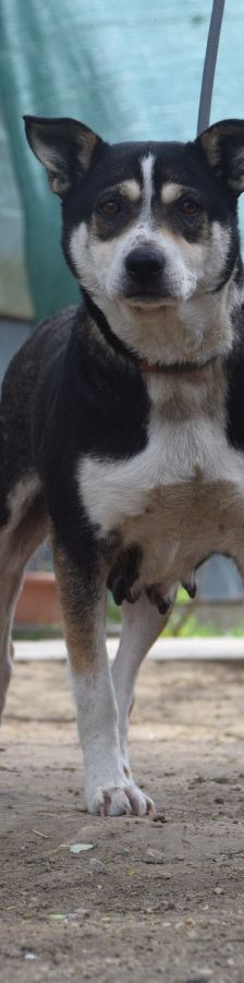 Ayana – Mischling, Weibchen, 2 Jahre, Ungarn – Foto 4
