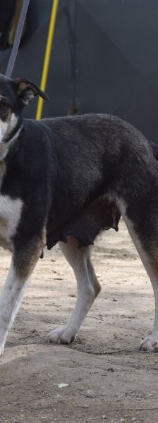 Ayana – Mischling, Weibchen, 2 Jahre, Ungarn – Foto 5