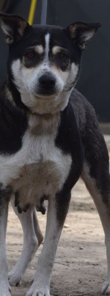Ayana – Mischling, Weibchen, 2 Jahre, Ungarn – Foto 6
