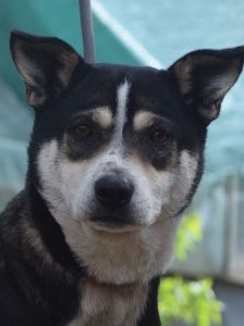Ayana – Mischling, Weibchen, 2 Jahre, Ungarn – Foto 10