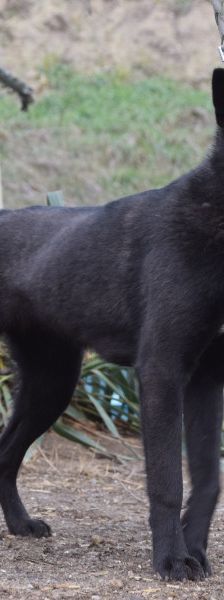 Shira – Mischling, Weibchen, 1 Jahr, Ungarn – Foto 3
