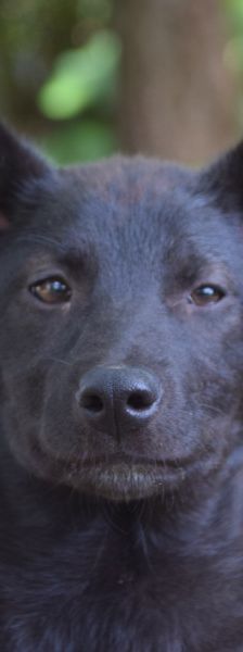 Shira – Mischling, Weibchen, 1 Jahr, Ungarn – Foto 6