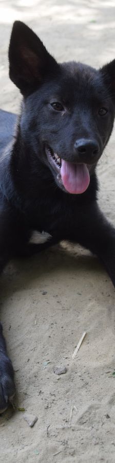 Shira – Mischling, Weibchen, 1 Jahr, Ungarn – Foto 8