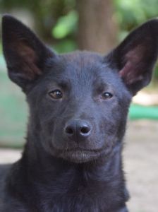 Shira – Mischling, Weibchen, 1 Jahr, Ungarn – Foto 13