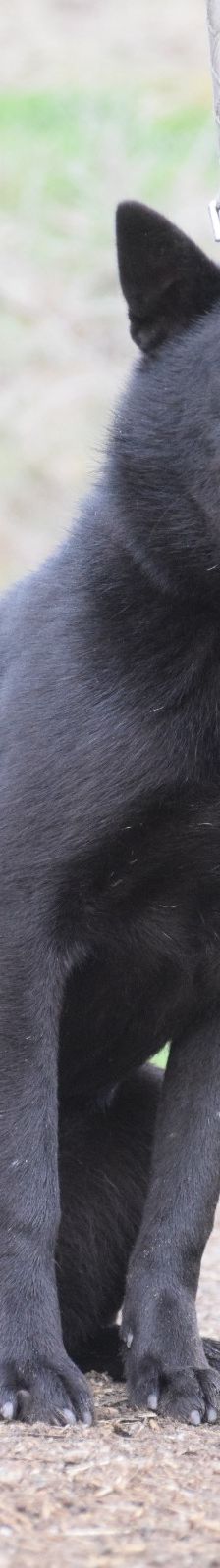 shora – Mischling, Weibchen, 1 Jahr, Ungarn – Foto 1